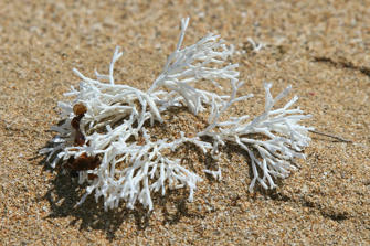 082 plage de la perle.jpg